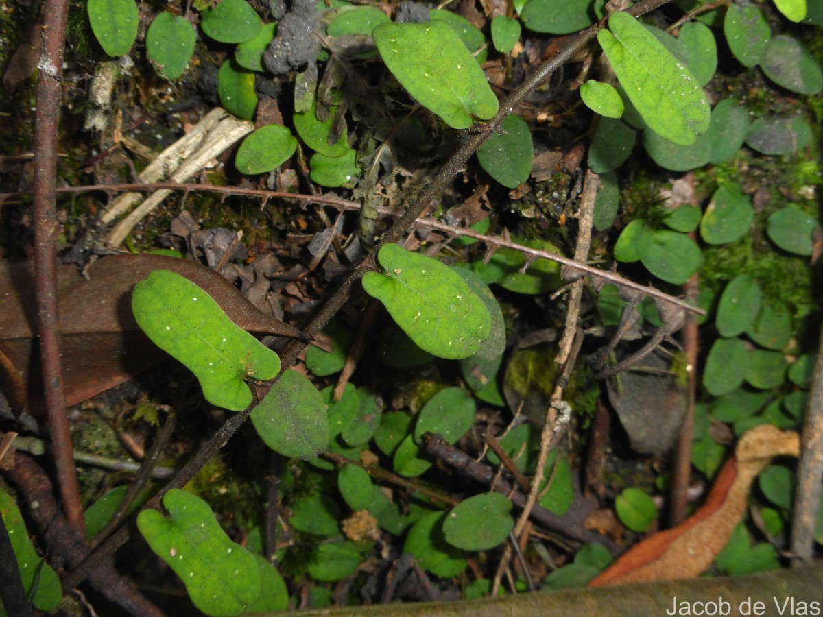 Ficus diversiformis Miq.